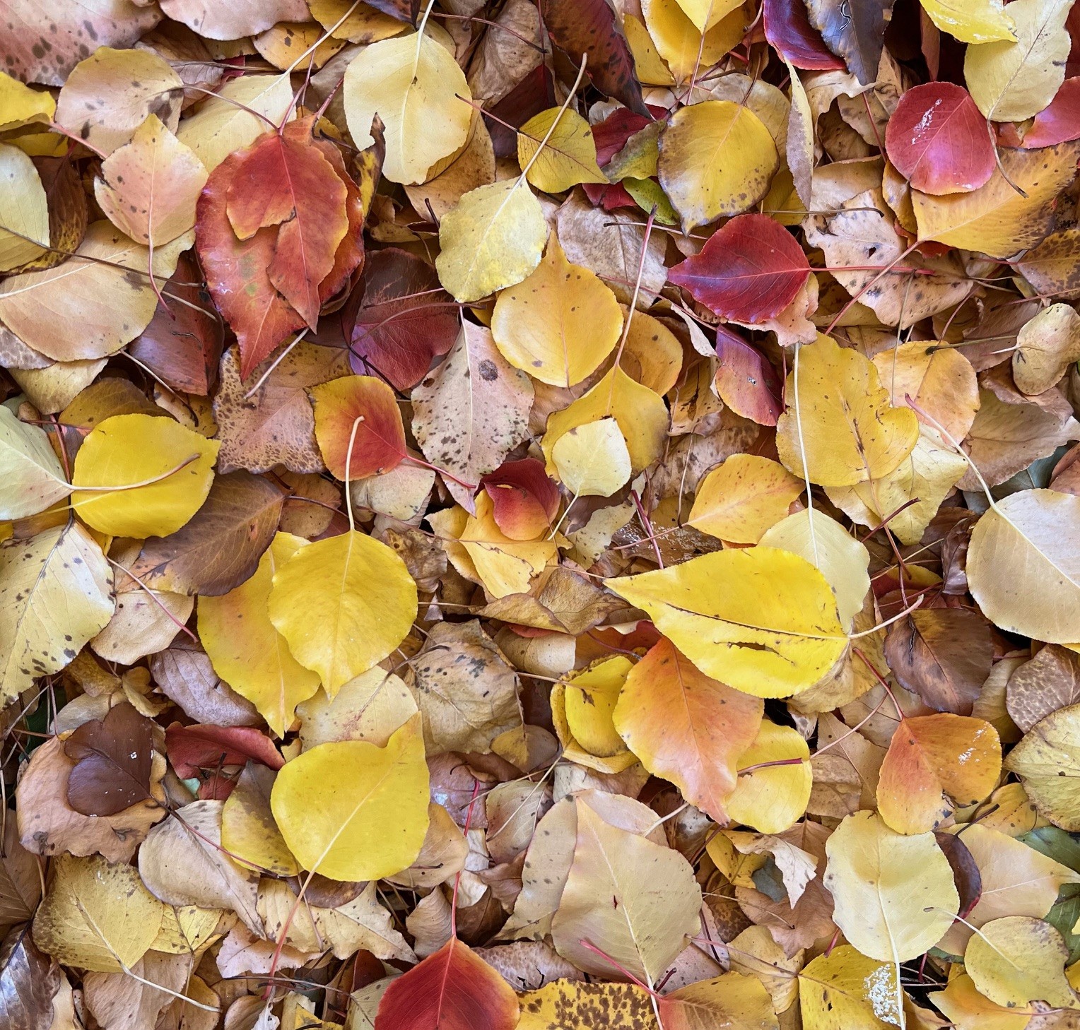 Free Healthy Waterways Leaf Bag Giveaway