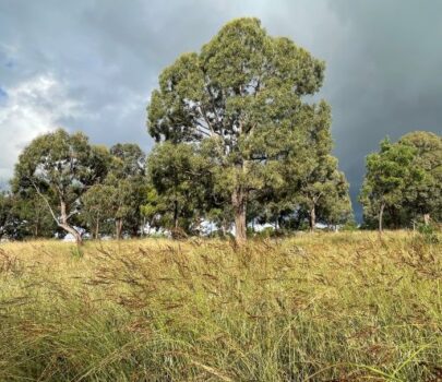 CONSULTATION NOW OPEN FOR THE URBAN OPEN SPACE LAND MANAGEMENT PLAN