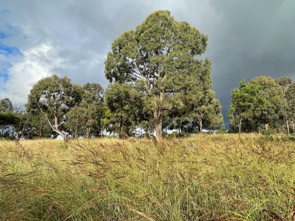 CONSULTATION NOW OPEN FOR THE URBAN OPEN SPACE LAND MANAGEMENT PLAN